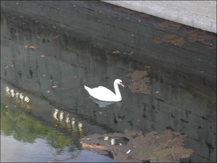 057- le cygne des jardins de la Fontaine